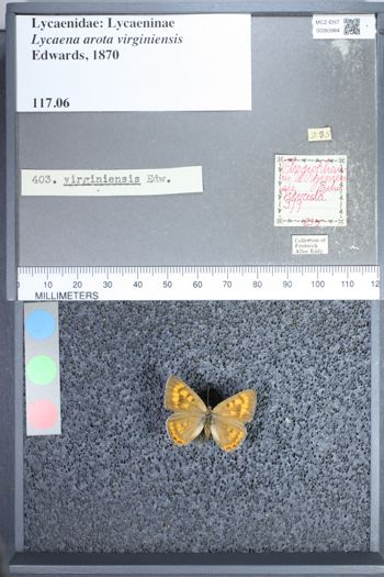 Media type: image;   Entomology 63964